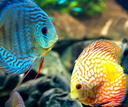 discus fish for sale online|Quality Discus Fish For Sale .